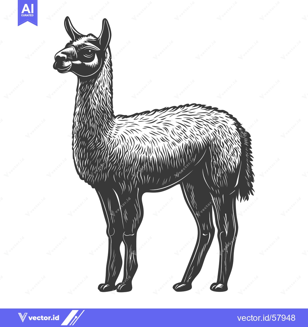 Premium Vector of A detailed monochromatic illustration showing a standing llama animal