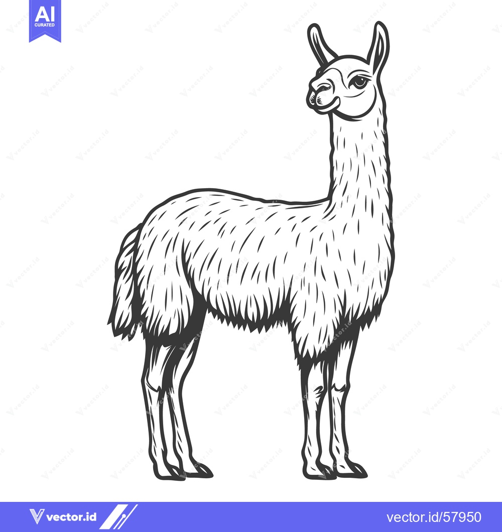 Premium Vector of A tall and elegant llama stands proudly on a white background