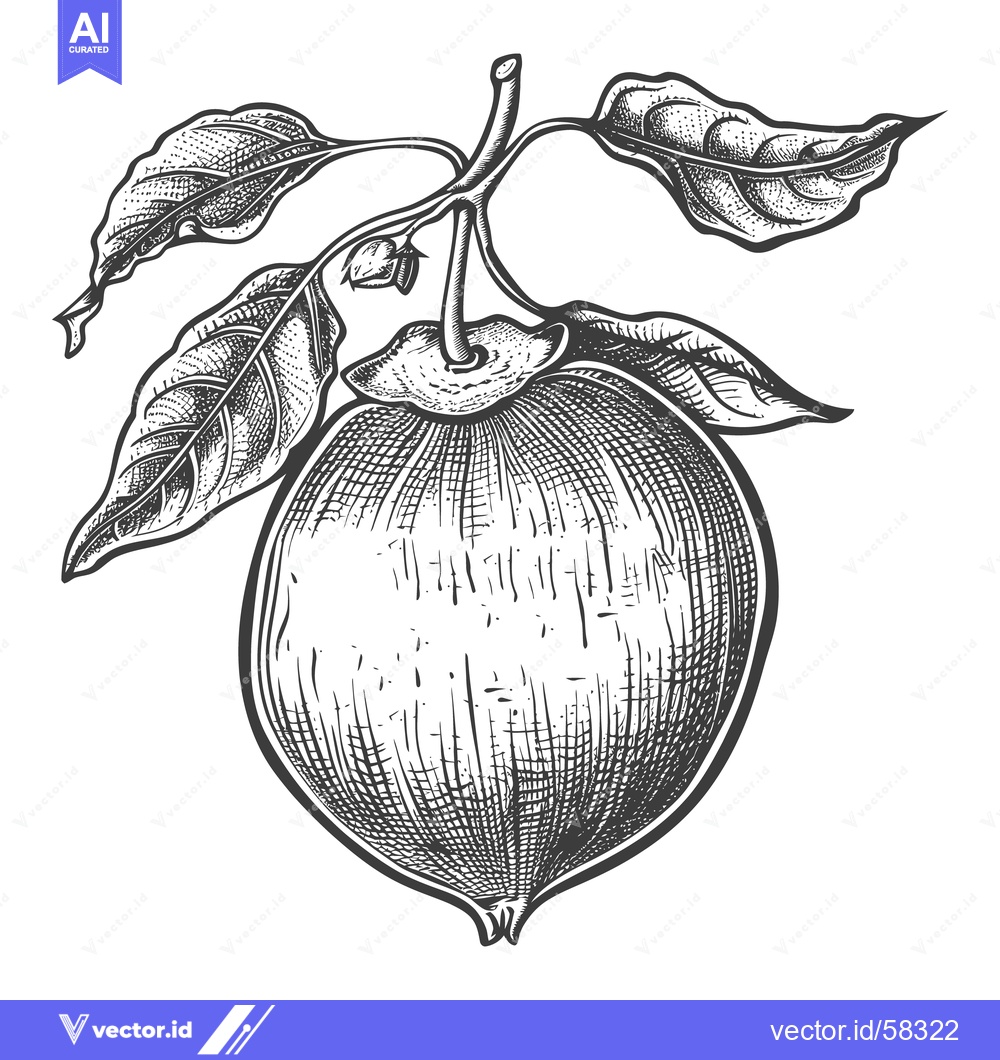 Premium Vector dari A monochrome drawing of a fruit with leafy branches