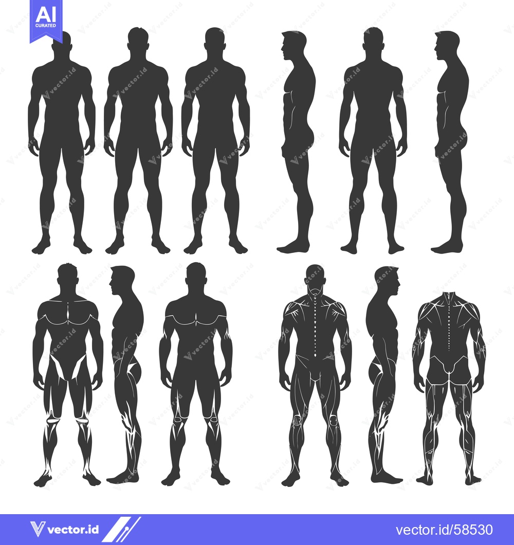 Premium Vector dari Male Body Silhouettes in Various Poses, Including Muscle Definition