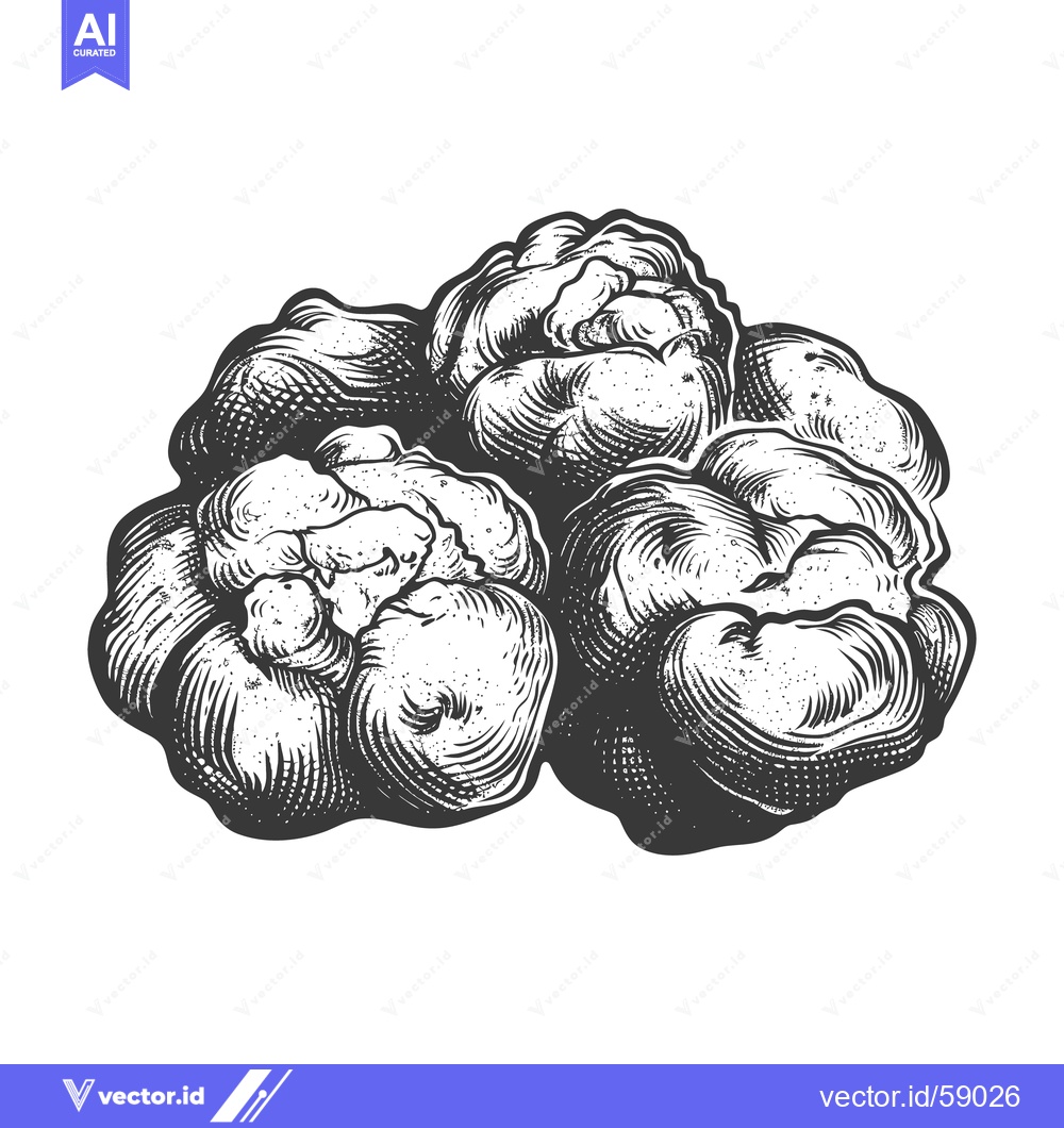 Premium Vector dari A Detailed Black and White Engraving of Several Caulifower Florets