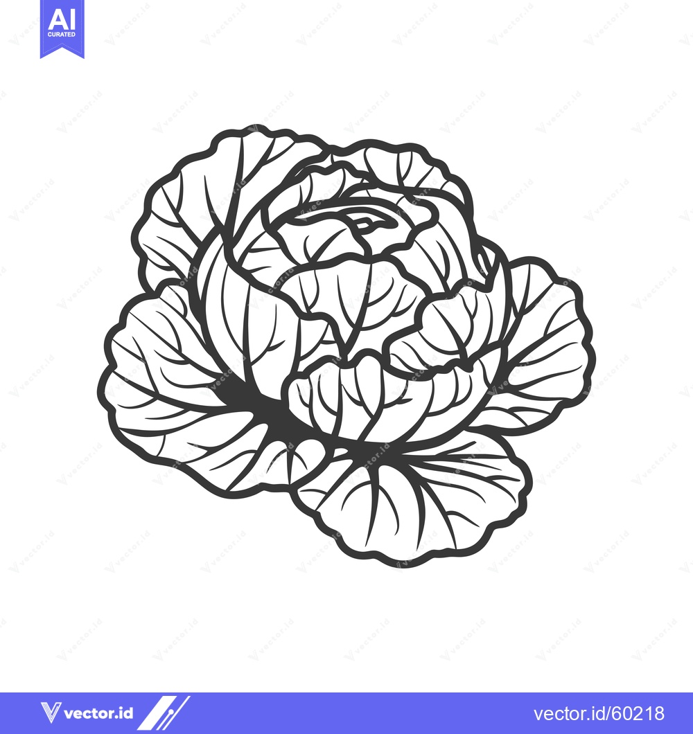 Premium Vector dari Detailed Line Drawing of a Cabbage Head