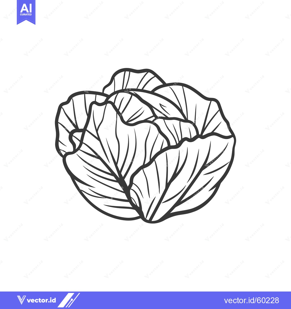 Premium Vector of A Detailed Line Drawing Of A Cabbage Head