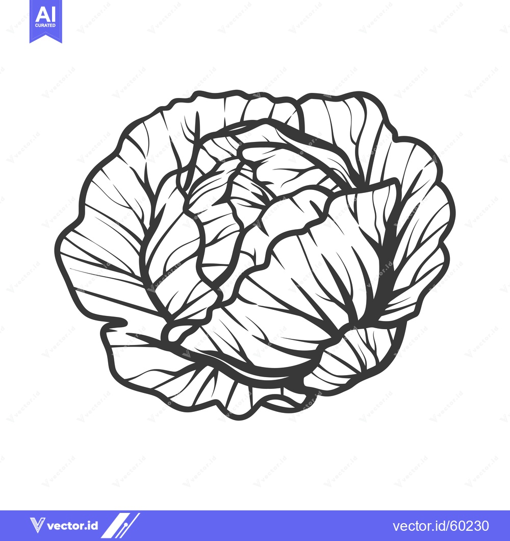 Premium Vector dari A Detailed Line Drawing Of A Cabbage Head