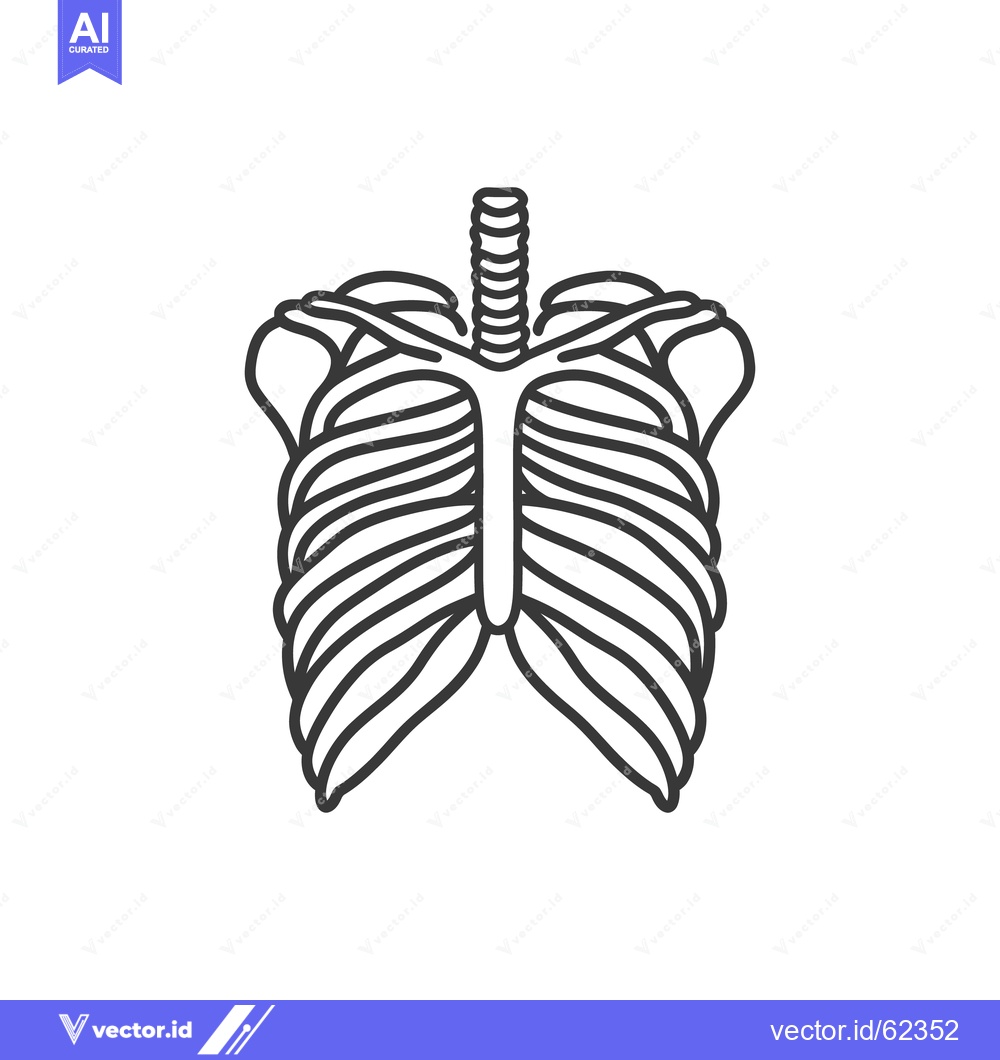 Premium Vector of Simple Illustration Depicting Human Rib Cage Anatomy Clearly Defined