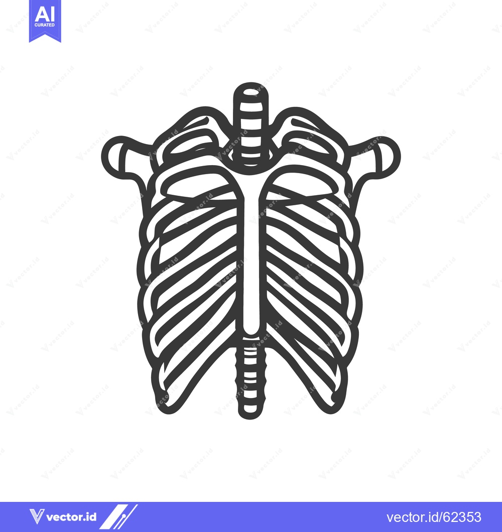 Premium Vector dari Anatomical Illustration Depicting the Human Rib Cage and Spine