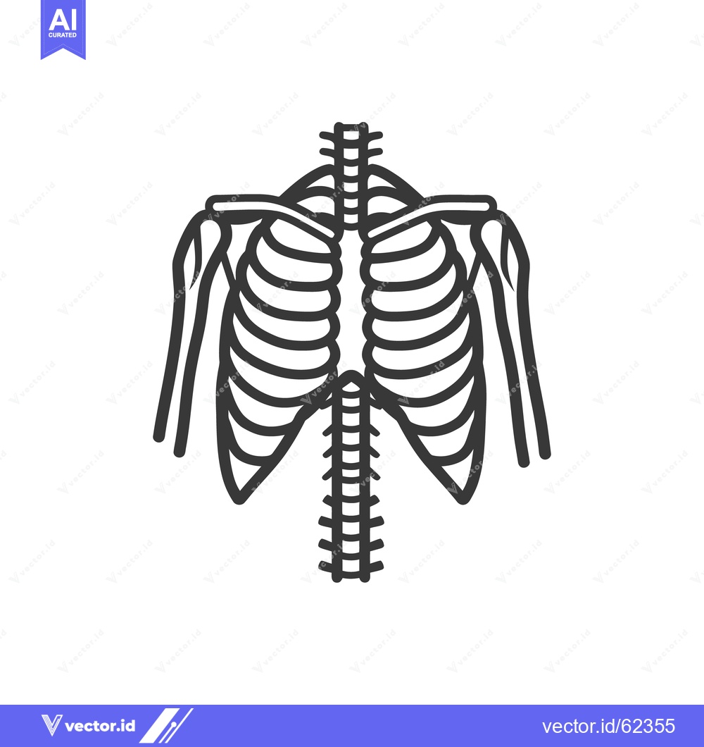 Premium Vector of An anatomical illustration depicting the front human skeletal structur