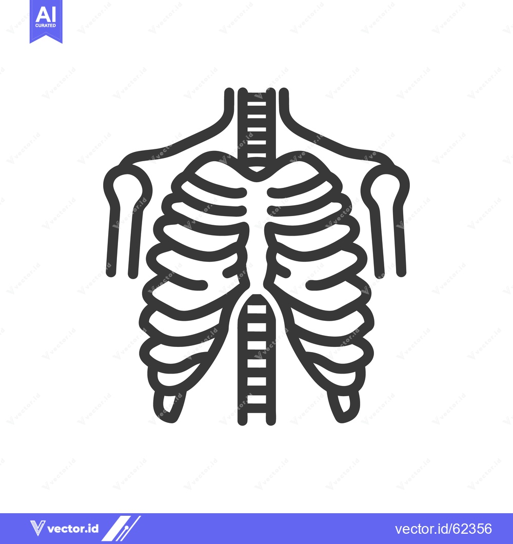 Premium Vector of Simple graphic illustration depicting the human chest and ribcage anat