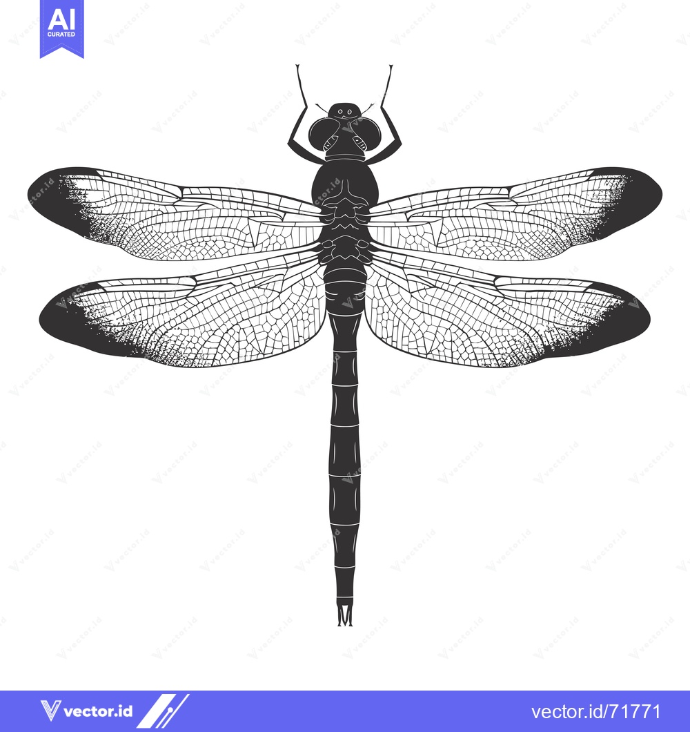 Premium Vector of Black and White Illustration of a Dragonfly Viewed from Above