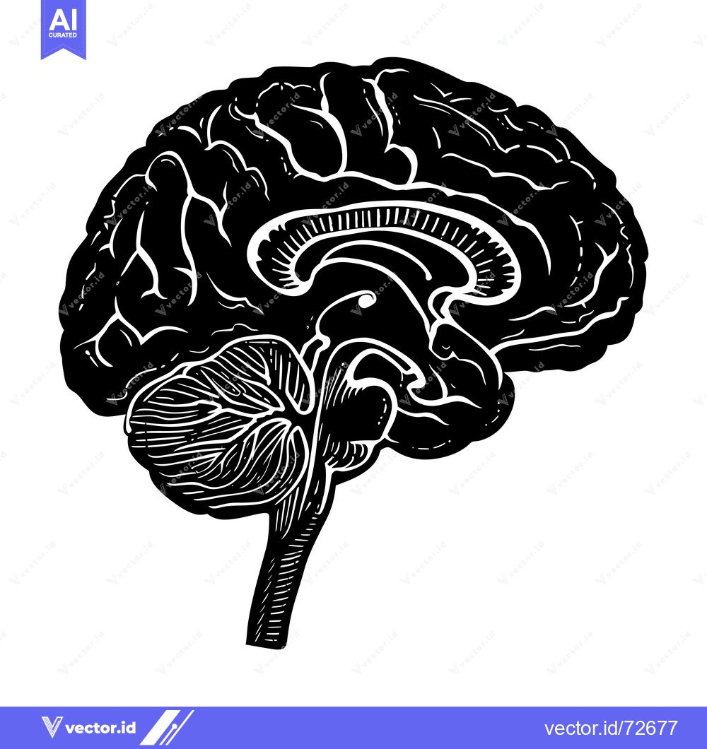 Premium Vector dari A detailed anatomical illustration of the human brain, depicted in bla