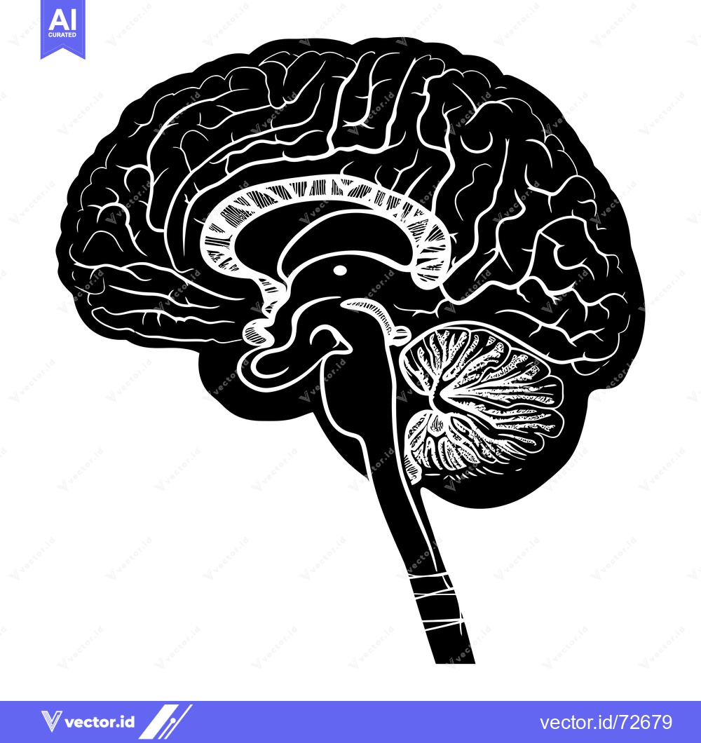 Premium Vector of Detailed Side View Illustration of the Human Brain in Black and White