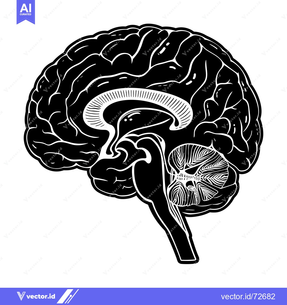 Premium Vector of A Black and White Illustration of the Human Brain
