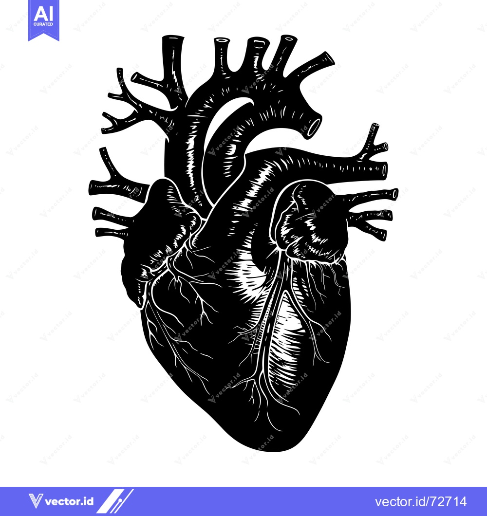 Premium Vector of Detailed Black and White Illustration of a Human Heart
