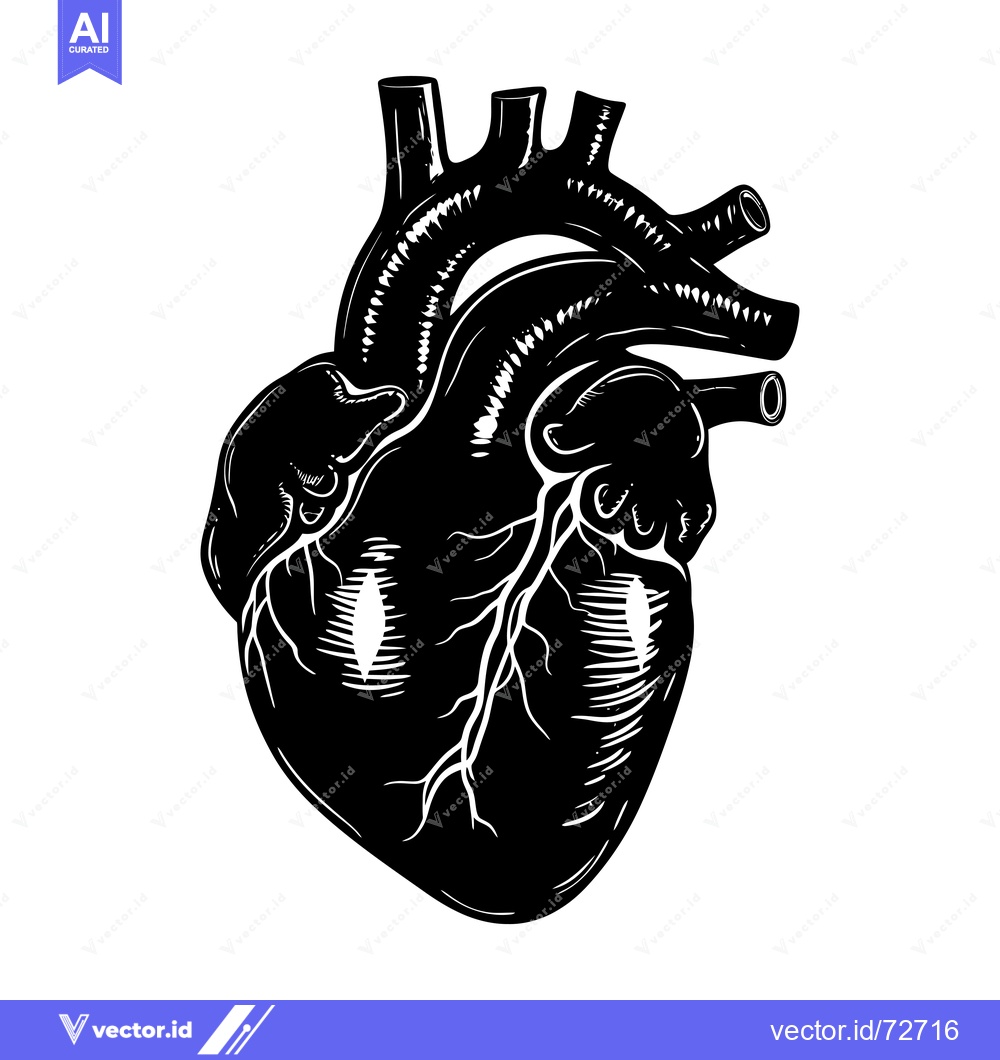 Premium Vector of A Detailed Black and White Illustration of a Human Heart