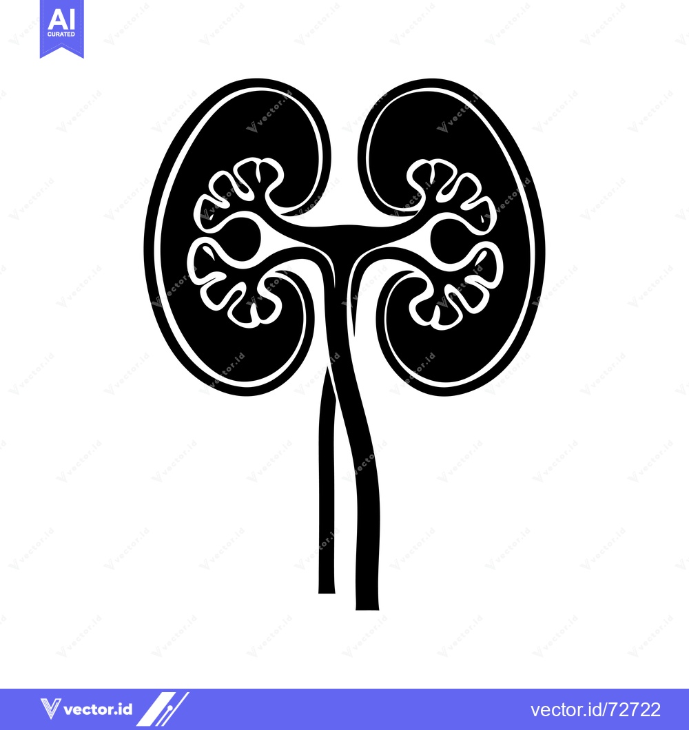Premium Vector of Black and White Silhouette of Human Kidneys