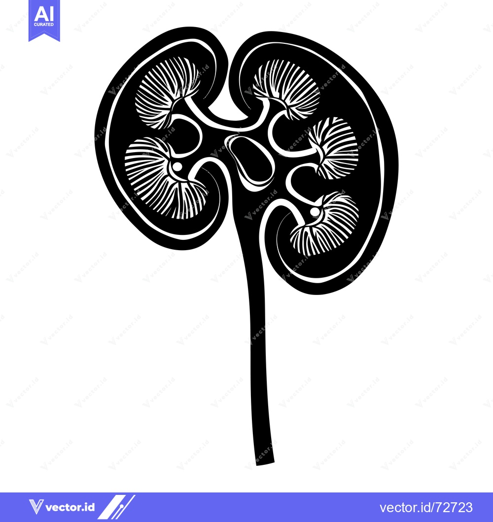 Premium Vector of Black and White Illustration of a Human Kidney with Internal Anatomy