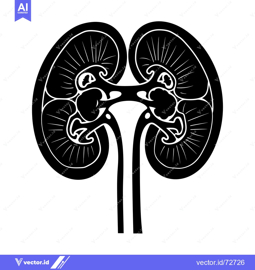 Premium Vector of Black and White Illustration of Human Kidneys