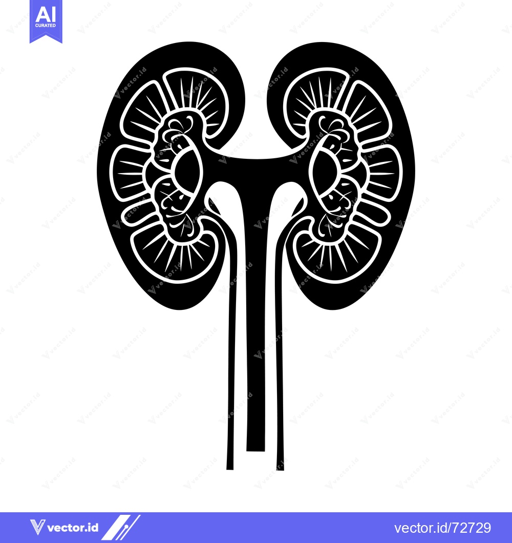 Premium Vector dari Black and White Illustration of a Human Kidney