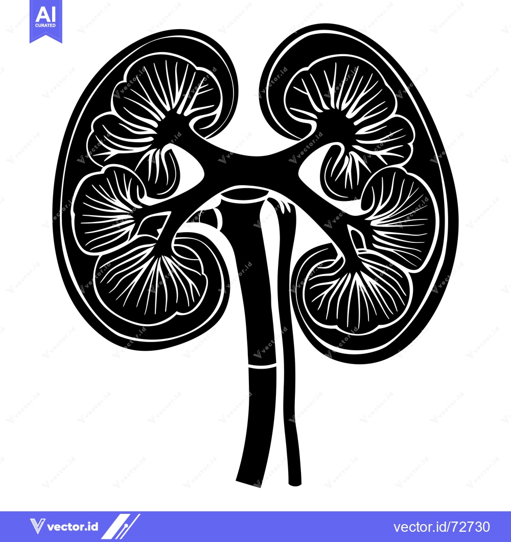 Premium Vector of A Black and White Illustration of a Human Kidney