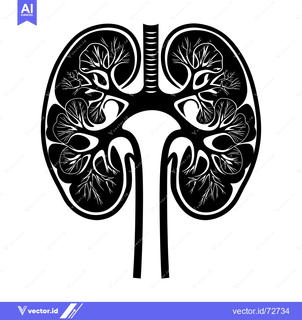 Premium Vector dari A Black and White Illustration of a Human Kidney