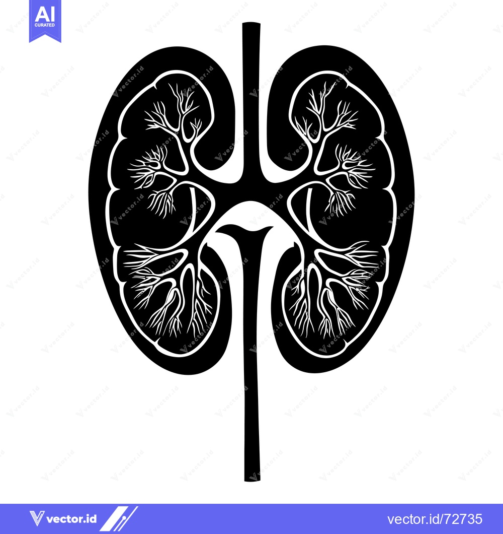 Premium Vector of Black and white silhouette of a human kidney with visible internal str