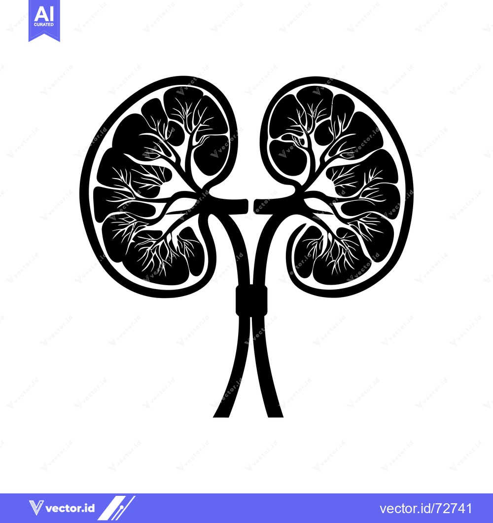 Premium Vector of Black and White Illustration of Two Kidneys with Detailed Internal Str