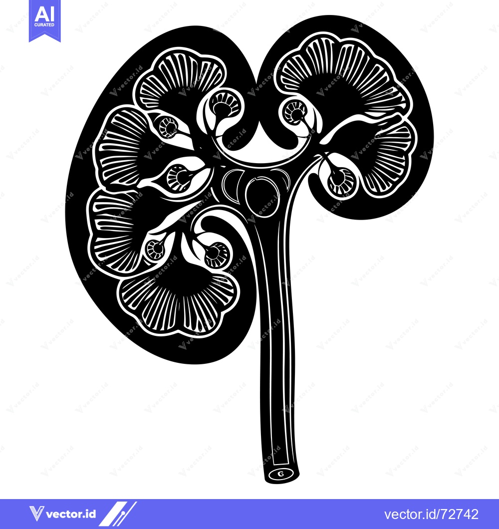 Premium Vector dari Black and White Illustration of a Kidney with Intricate Design