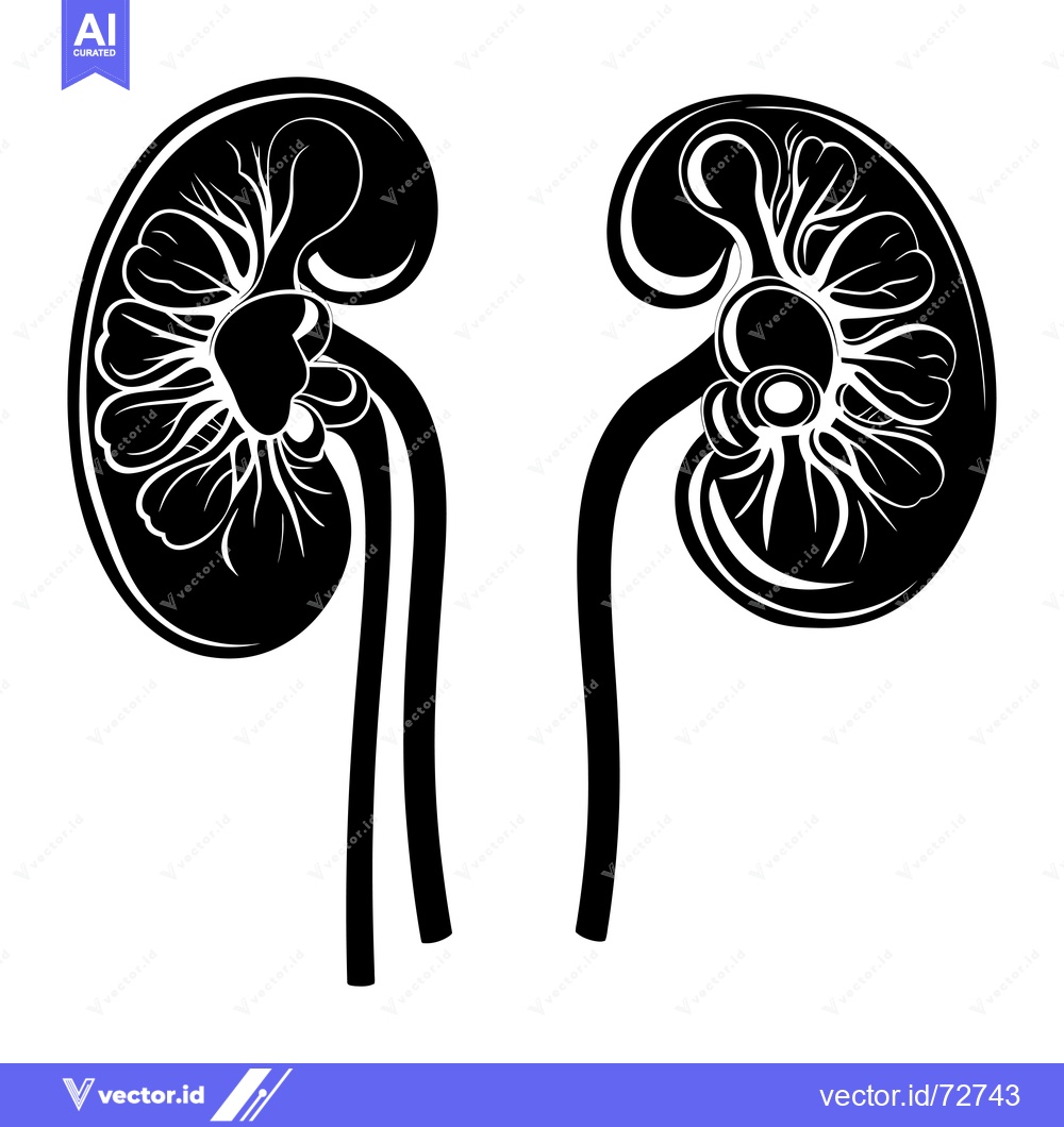 Premium Vector of Black and White Illustration of Two Human Kidneys