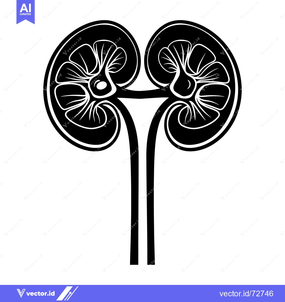 Premium Vector of Black and White Illustration of Human Kidneys