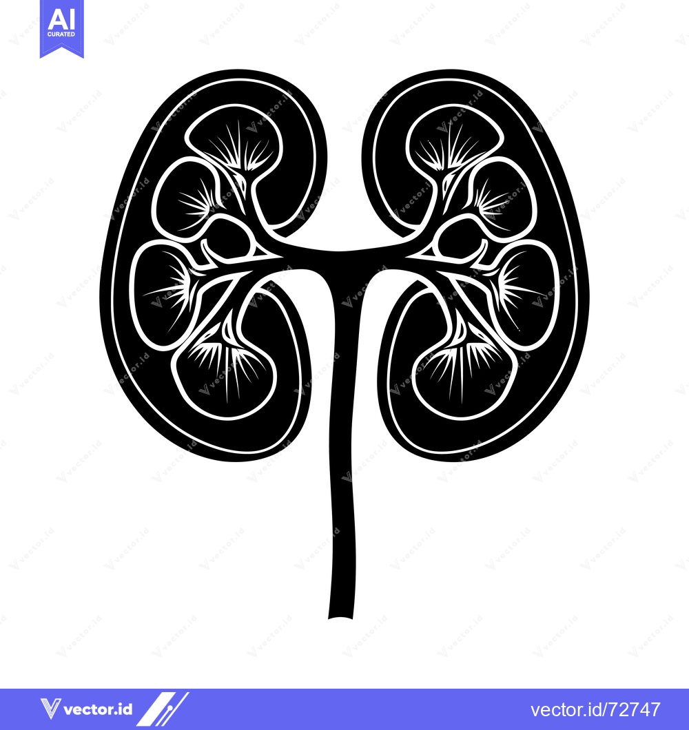 Premium Vector of Black and White Illustration of a Pair of Human Kidneys