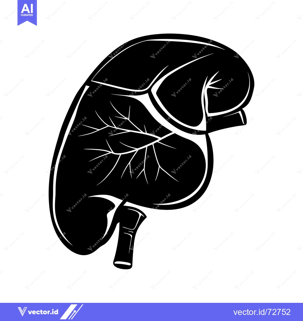 Premium Vector dari Black and White Silhouette of a Human Spleen