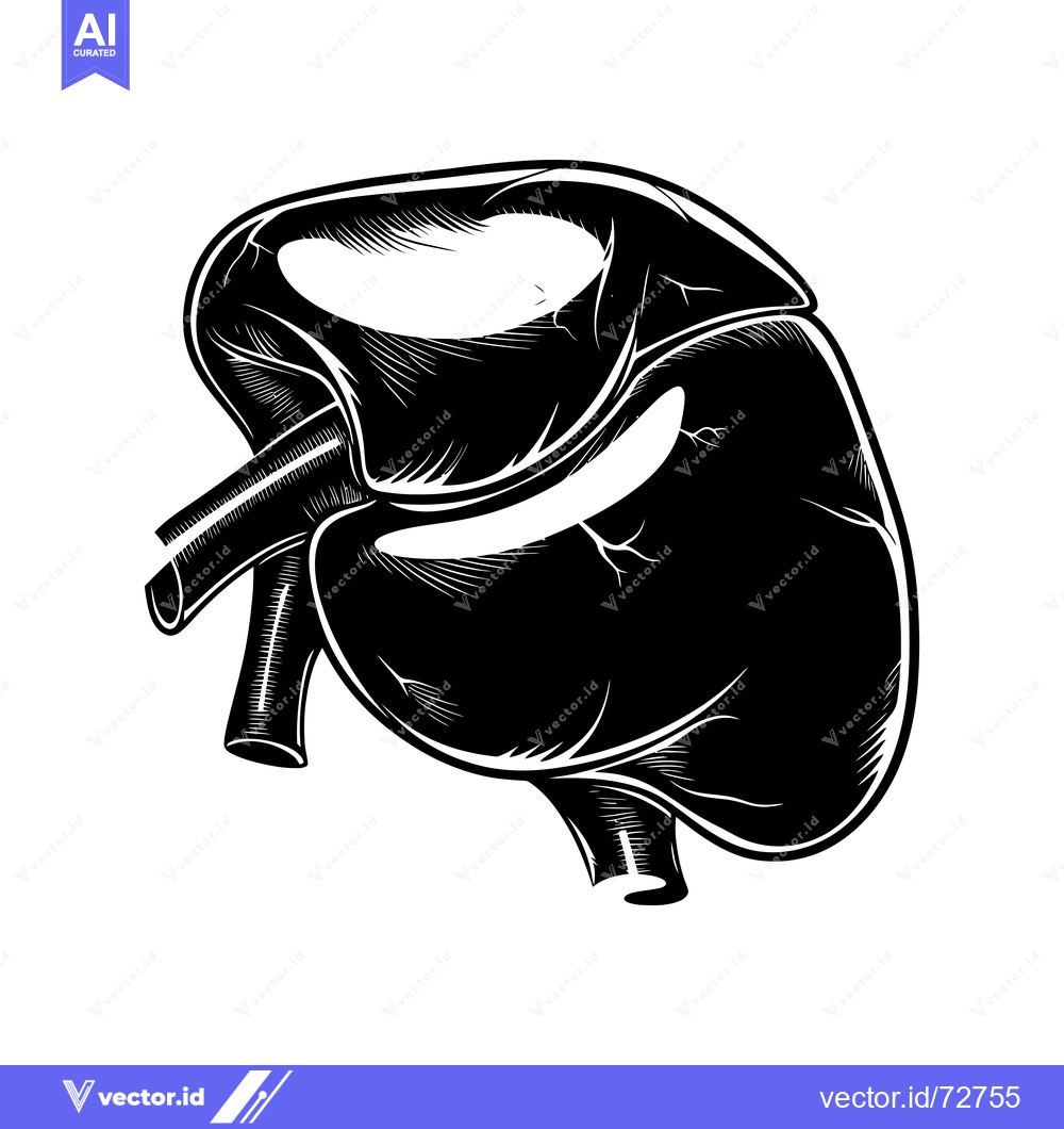 Premium Vector dari Black and White Illustration of a Human Spleen