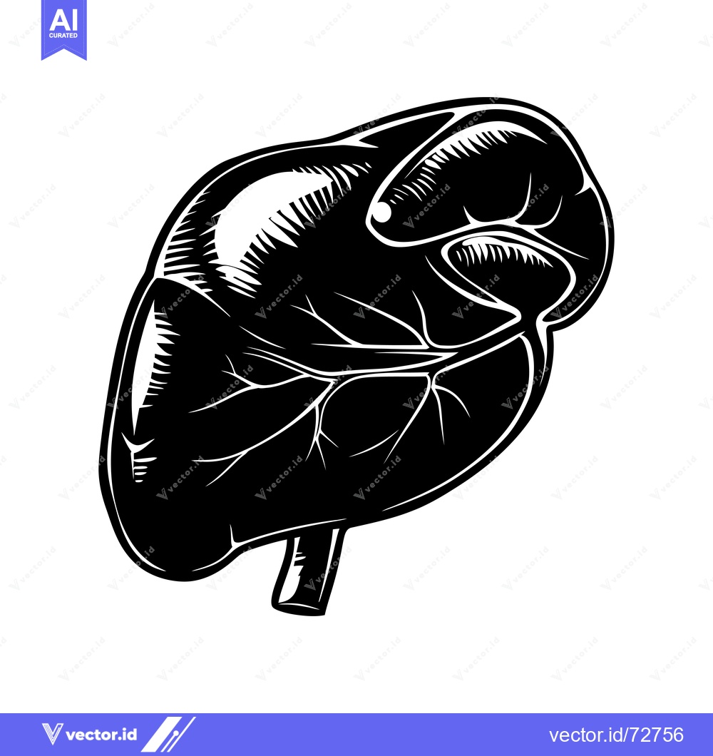 Premium Vector of Black and White Illustration of a Human Liver