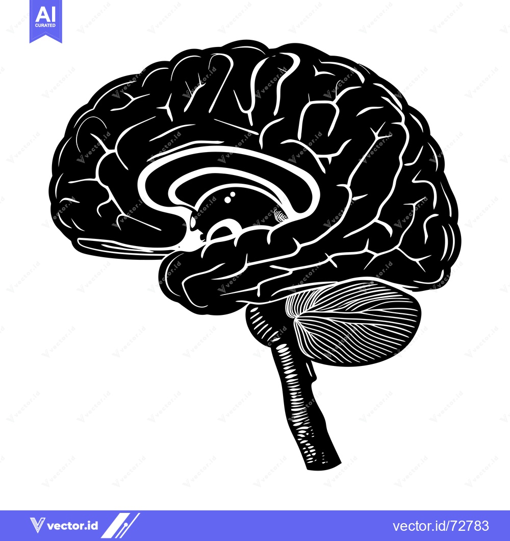 Premium Vector dari Detailed Black and White Illustration of a Human Brain