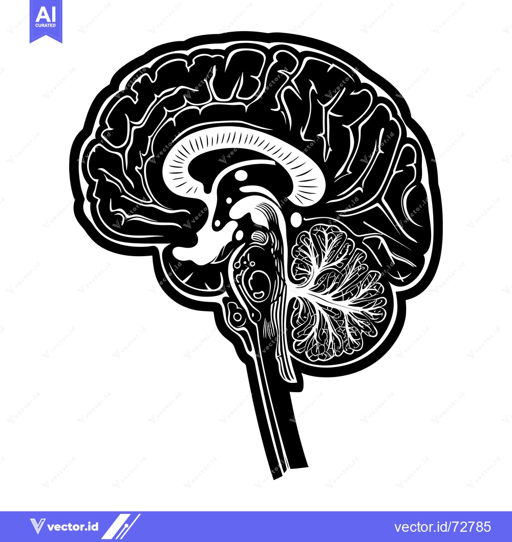 Premium Vector dari Detailed Anatomical Illustration of a Human Brain with its Parts