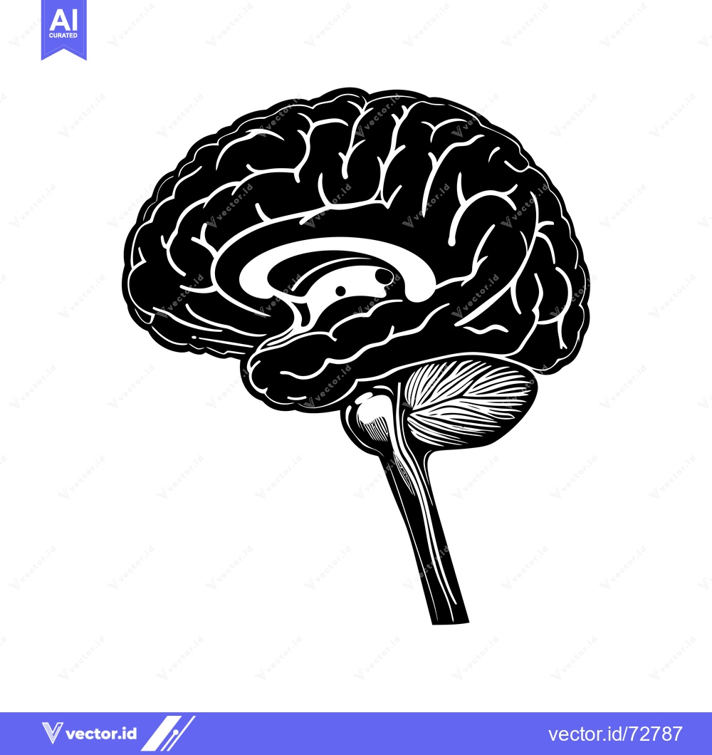 Premium Vector of Black and White Detailed Illustration of a Human Brain