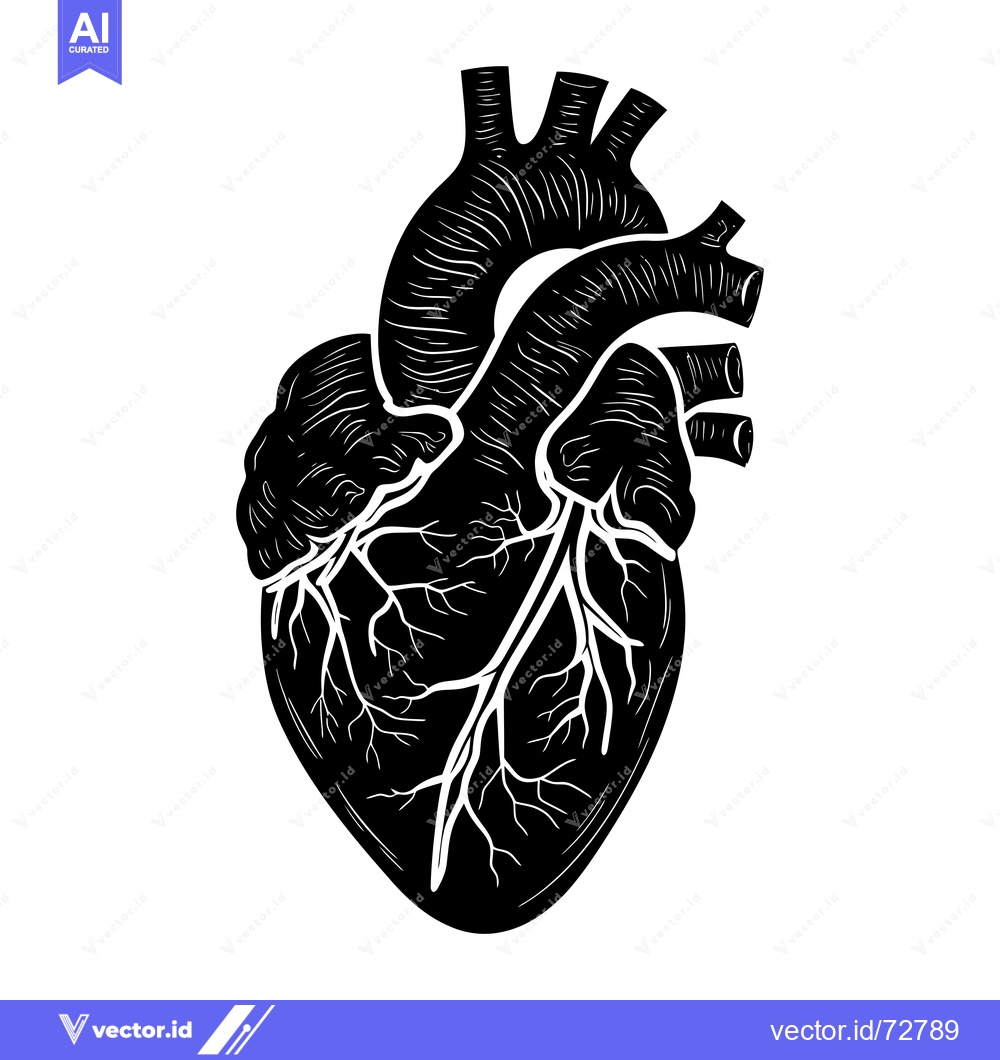 Premium Vector of Black and White Illustration of a Human Heart with Visible Arteries