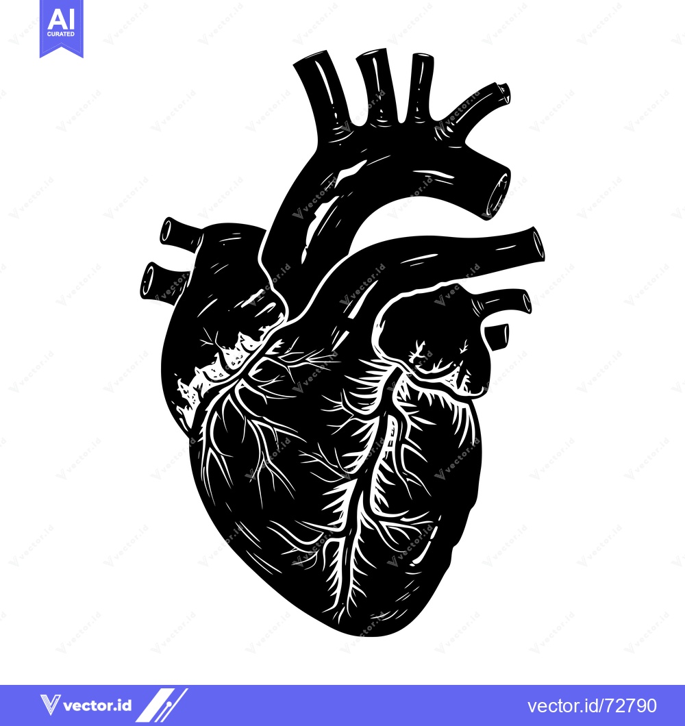 Premium Vector of A Detailed Anatomical Illustration of a Human Heart in Black and White