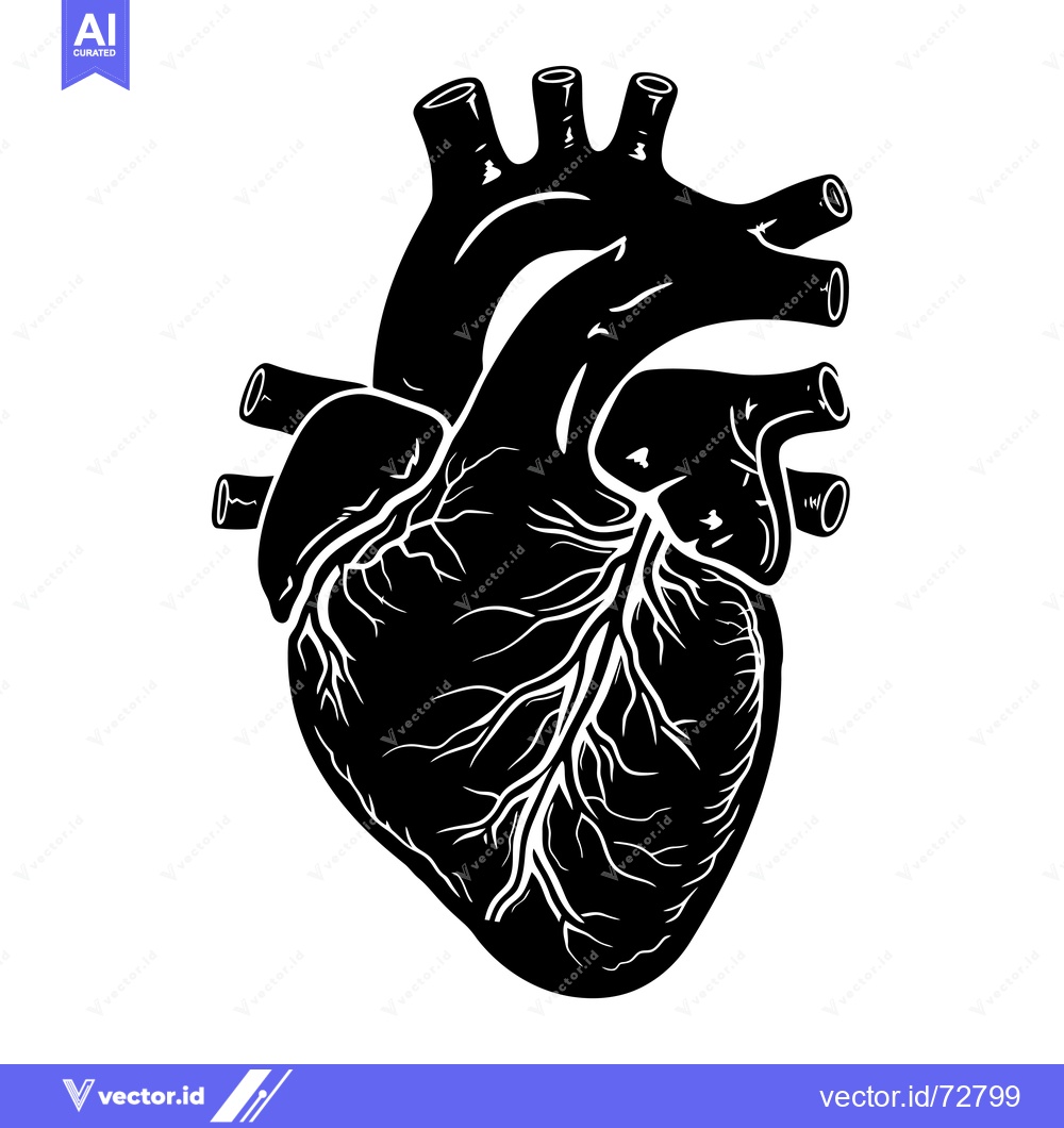 Premium Vector of Black and White Illustration of a Human Heart with Visible Veins