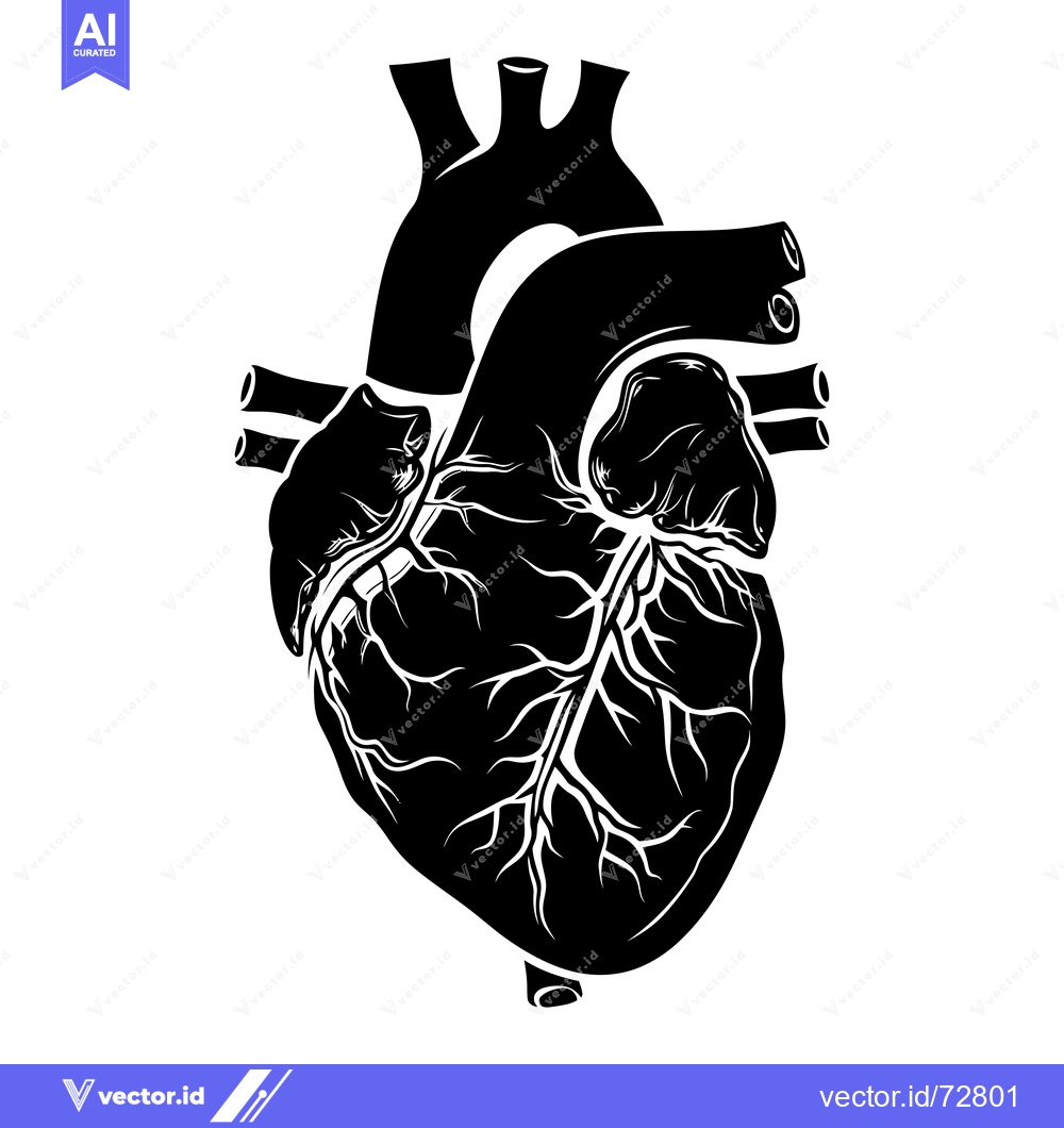 Premium Vector dari Black and White Detailed Anatomical Illustration of a Human Heart