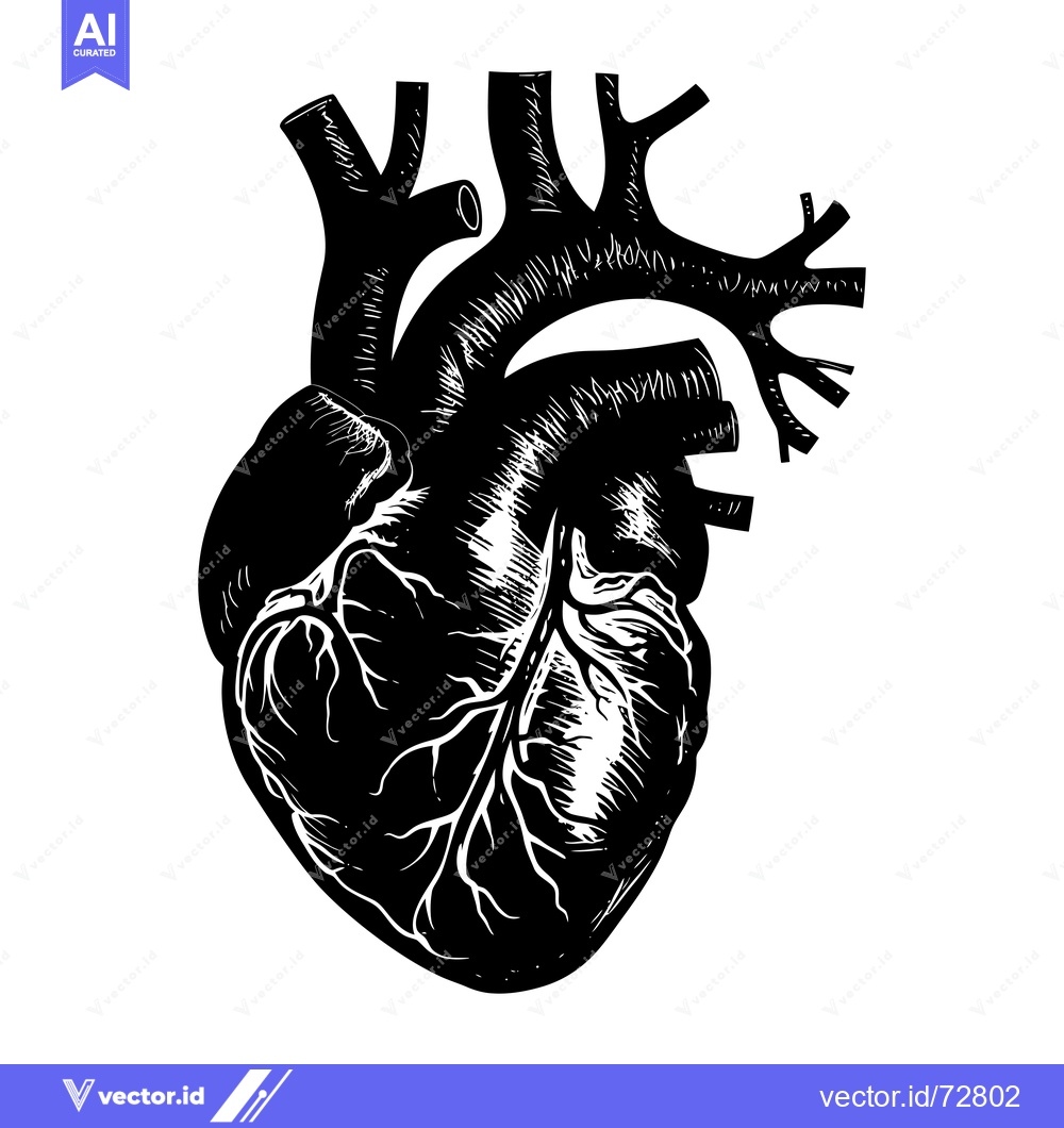 Premium Vector of A Detailed Black and White Illustration of a Human Heart