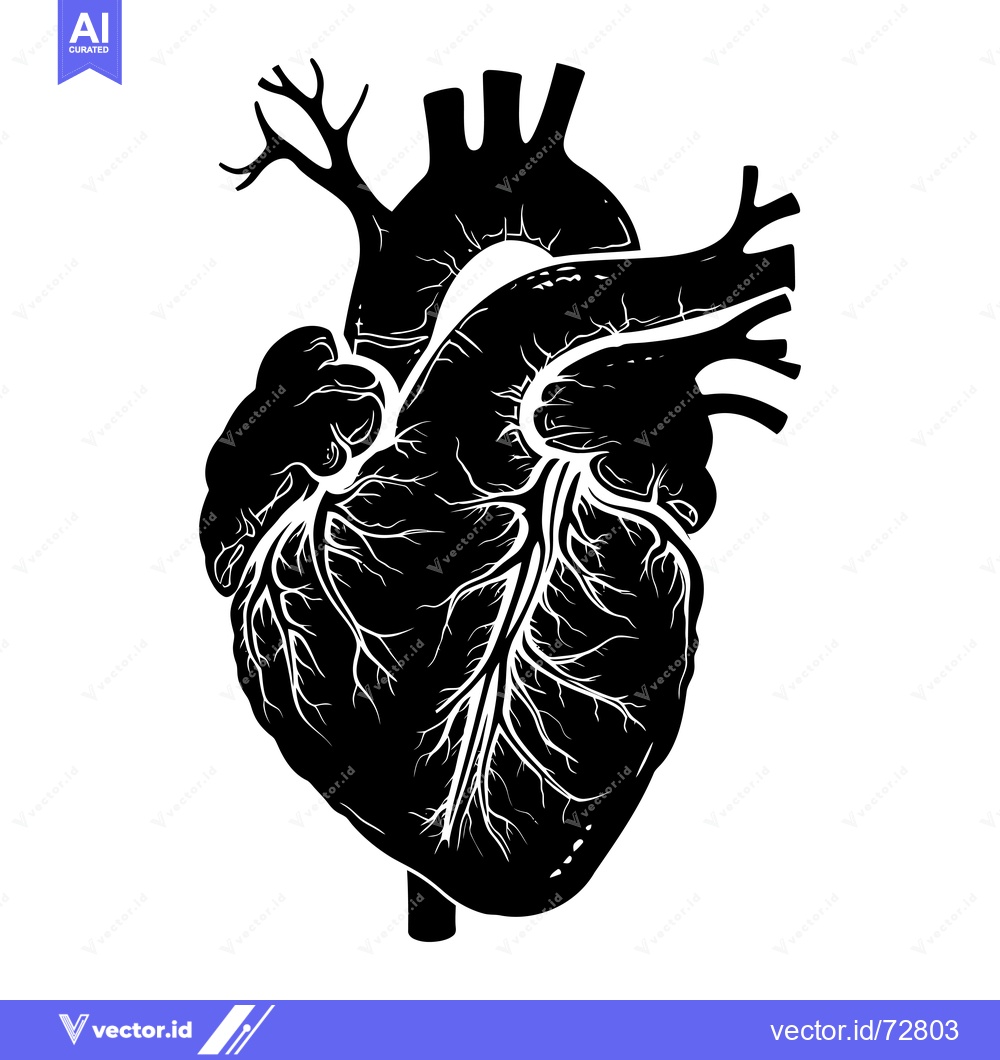 Premium Vector dari Anatomical Illustration of a Human Heart with Veins