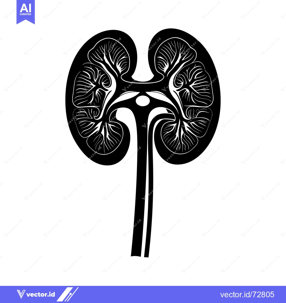Premium Vector dari Black and White Illustration of Human Kidneys and Ureter