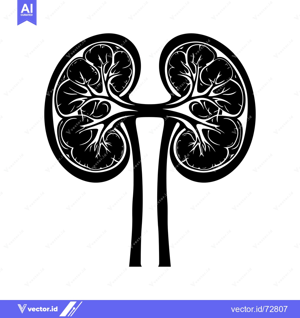 Premium Vector dari Black and white illustration of human kidneys