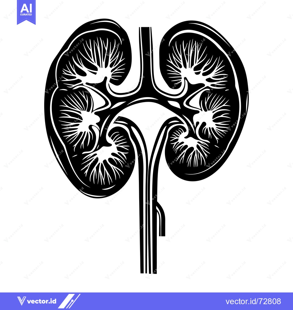 Premium Vector dari Black and White Illustration of Human Kidneys and Ureter