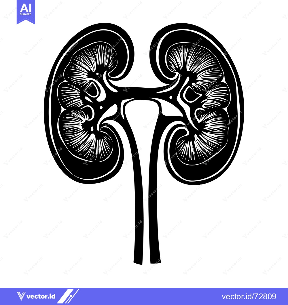 Premium Vector dari A Black and White Line Drawing of Two Kidneys