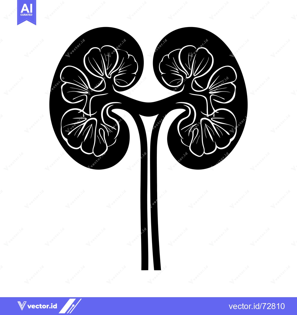 Premium Vector of Black and white illustration of a human kidney