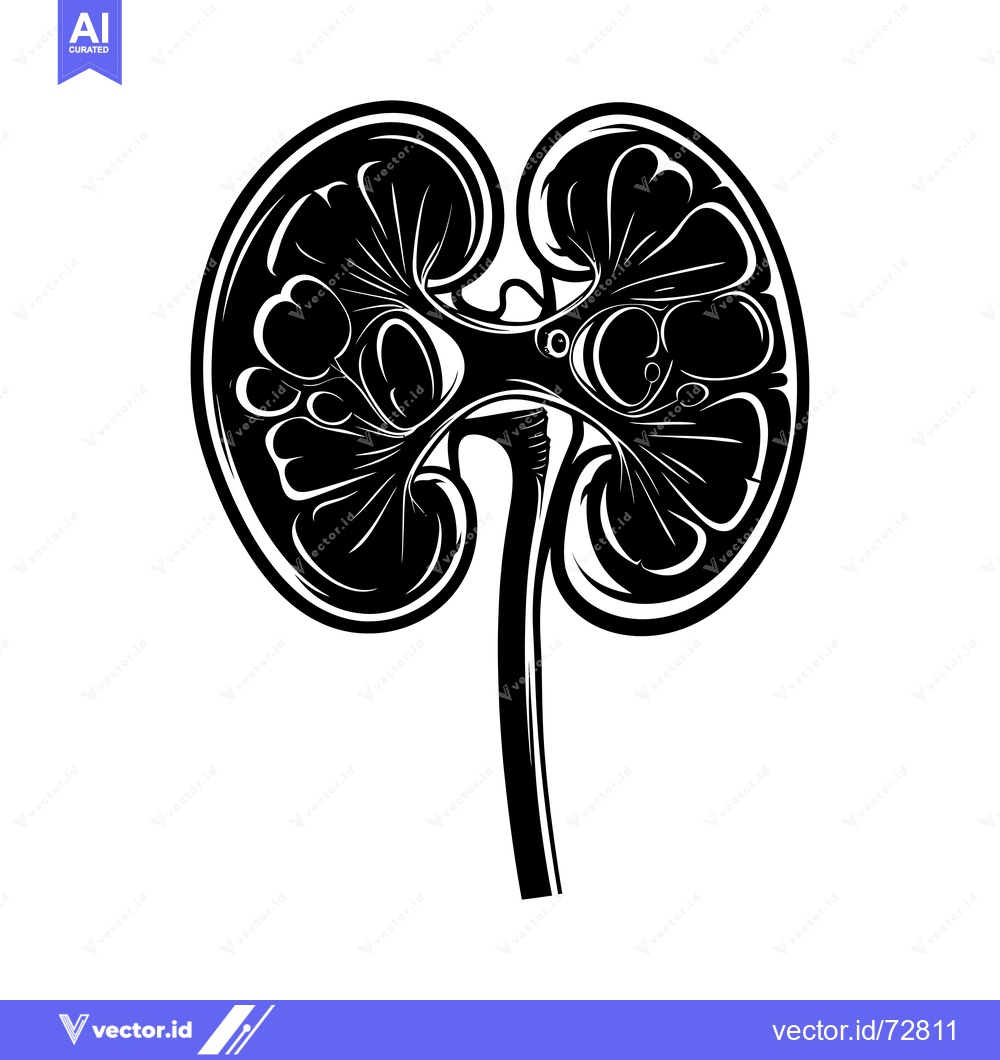 Premium Vector of Black and white illustration of a human kidney