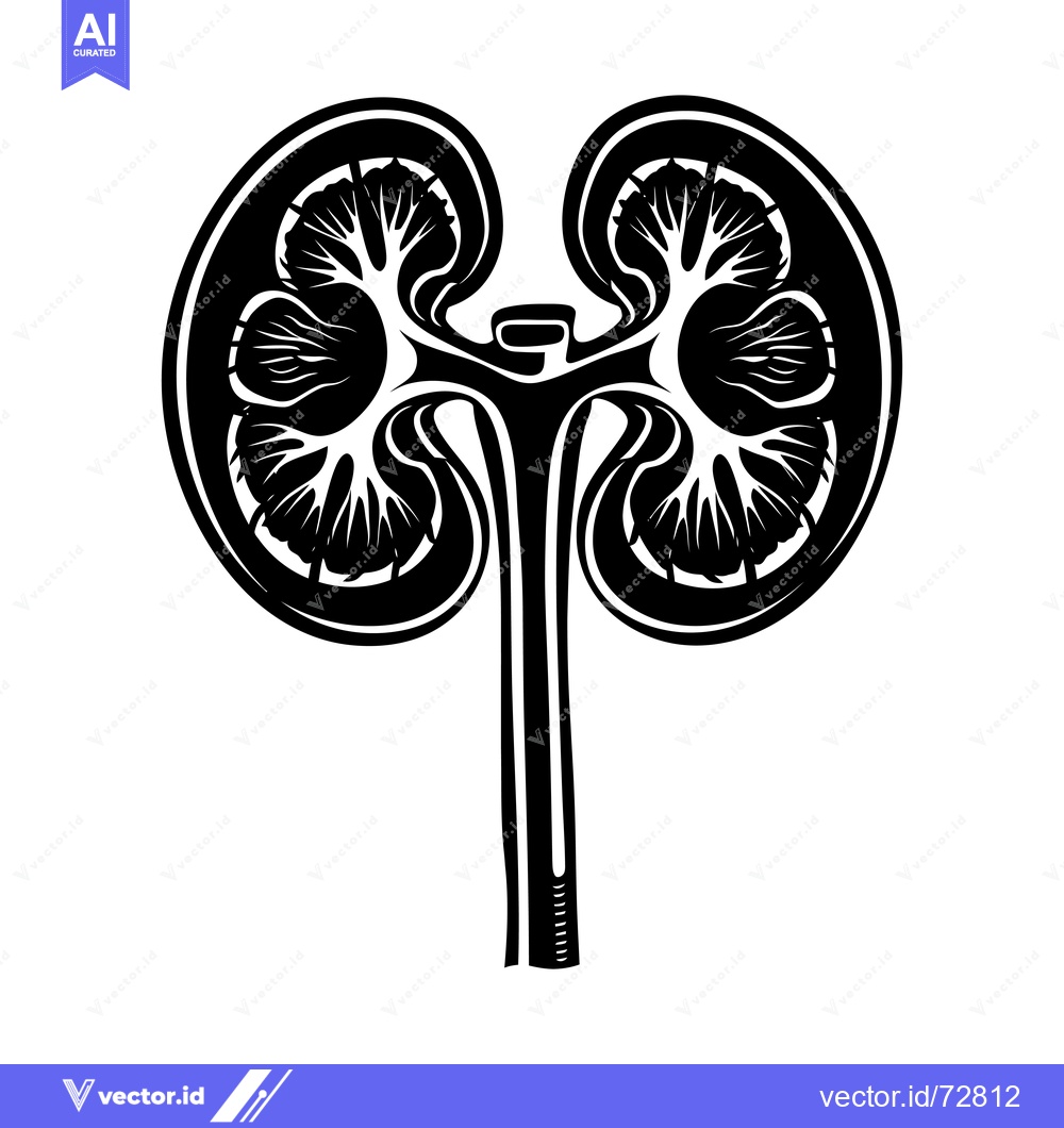 Premium Vector of Black and White Illustration of a Human Kidney