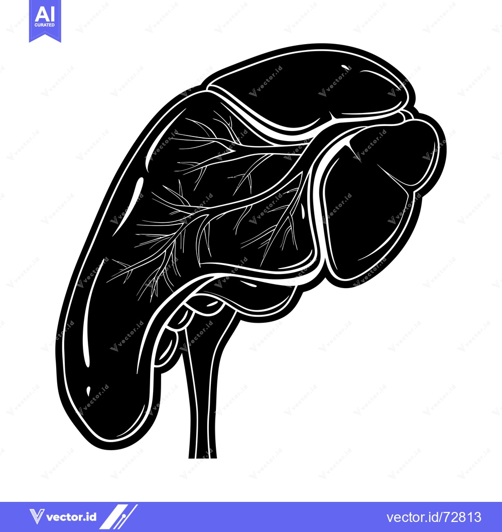 Premium Vector of Black and White Illustration of the Human Spleen